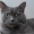 Russian blue cat (ElenaPopova | BigStock.com)