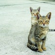 South Korea’s commercial pet food growth has seen an unconventional boost from those determined to take care of the country’s significant street cat population.