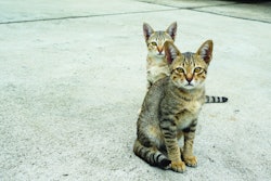 South Korea’s commercial pet food growth has seen an unconventional boost from those determined to take care of the country’s significant street cat population.