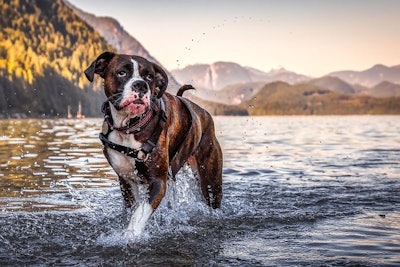 Boxer in Alouette Lake, Canada (Edgar Bullon | BigStock.com)