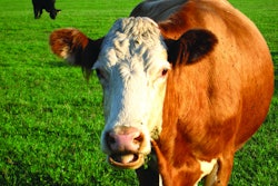 With byproducts from a cow being used for pet food, should it have the same carbon footprint as a steak for humans? l Andrea Gantz