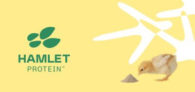 Hamlet Protein Avi Sure