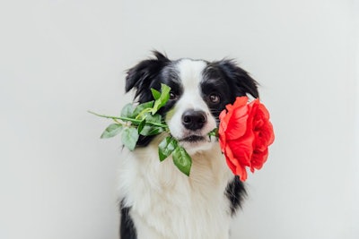 Border Collie Rose