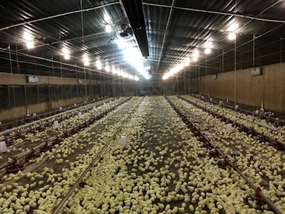 A good start in rearing is essential for producing highly fertile males. (Courtesy Cobb-Vantress)