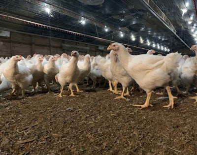 Maintain uniformity achieved in rearing after transfer to promote good fertility. (Courtesy Cobb-Vantress)