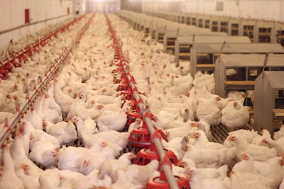 Cage Free Hens In Layer House