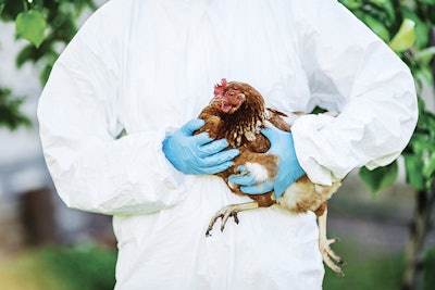 Vet doctor examining chicken. Vet concept