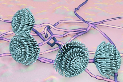 The mold aspergillus results in aflatoxins. In the field, they thrive in dry and warm conditions, and in grain storage, aflatoxins can develop with the presence of moisture, so adequate drying is essential. (Dr_Microbe | Bigstock.com)