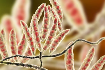 Fusarium causes several types of mycotoxins, including Type A and Type B trichothecenes, as well as fumonisins, zearalenone and fusaric acid. (Dr_Microbe | Bigstock.com)