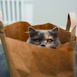 Top trends in pet food packaging are driven by both consumers and the industry itself. | (kmsh | iStock.com)