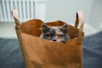 Top trends in pet food packaging are driven by both consumers and the industry itself. | (kmsh | iStock.com)