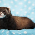 Ferret baby posing in studio on blue blanket for portrait