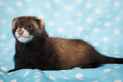 Ferret baby posing in studio on blue blanket for portrait