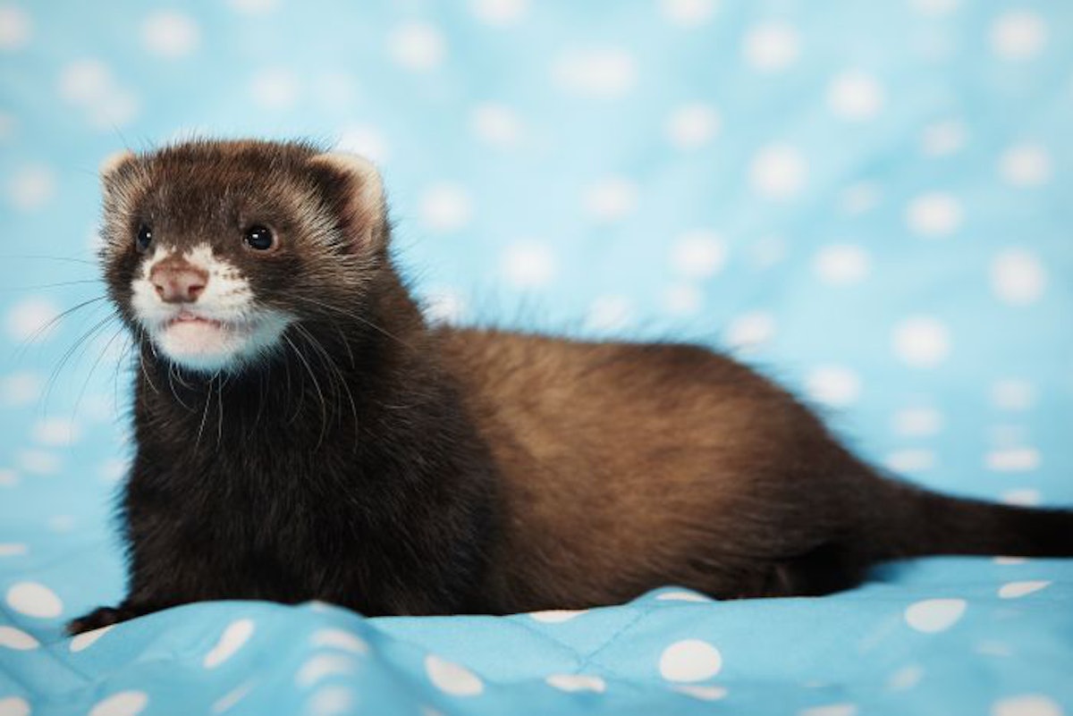 Orijen for ferrets top