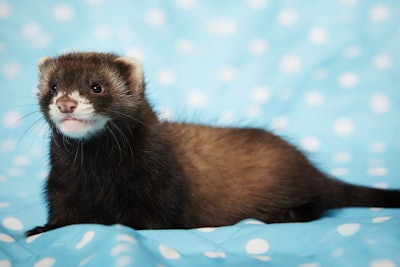 Ferret baby posing in studio on blue blanket for portrait