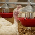 turkeys on the farm. Turkey farming. Growing or cultivation of turkey