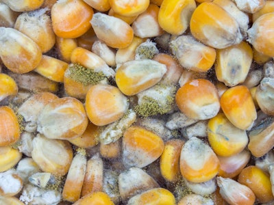 Mycotoxin webinar Dec 2021 closeup aspergillus flavus a parasiticus producer