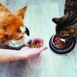 The dog and cat food and treats market continues to grow in spite of its mature status. anastas I iStock.com