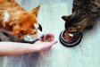 The dog and cat food and treats market continues to grow in spite of its mature status. anastas I iStock.com