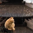 Some Cat From Japan