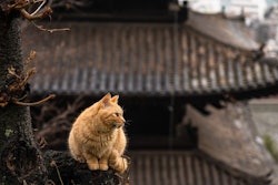 Some Cat From Japan