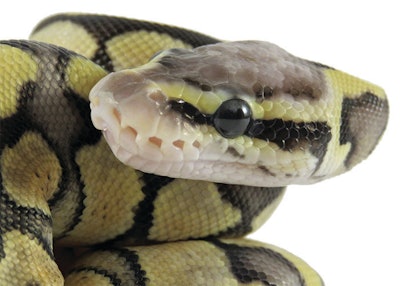 Close up of a baby yellow and black coloured Royal / Ball Python against a white background