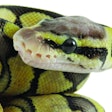 Close up of a baby yellow and black coloured Royal / Ball Python against a white background