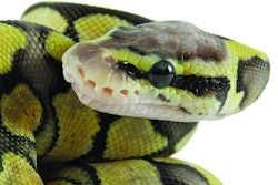 Close up of a baby yellow and black coloured Royal / Ball Python against a white background