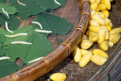 Silkworm cocoon in bamboo weave tray. Cocoons of Thai silkworm growing in bamboo trays. Silkworm is a source of silk thread and silk fabric.