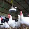 Chicken in a poultry farm