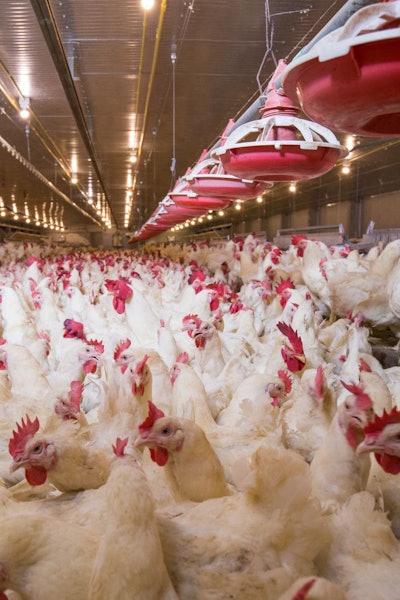 Broiler breeder stocks are not set to stabilize until 2023. (chayakorn76 | BigStock.com)