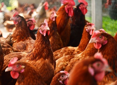 When increasing flock length, you may see a slight reduction in feed efficiency in the older bird, but more large eggs will be laid. (monticello | BigStock.com)