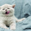 Cute gray funny baby kitten in gray cloth
