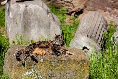 Stray cats sunbathing on top of the ruins of Roman columns at the Piazza Vittorio Emanuele II in Rome