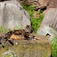 Stray cats sunbathing on top of the ruins of Roman columns at the Piazza Vittorio Emanuele II in Rome
