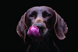 Portrait of an adorable deutsch kurzhaar - isolated on black background.