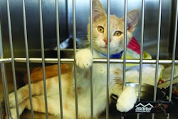 The demographics of cat owners have changed in the last decade, diversifying in both single-cat and multiple-cat homes. | (Andrea Gantz, WATT Global Media)