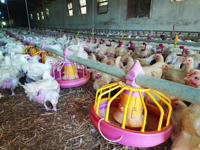 The time at which feed is withdrawn will dictate when birds should be harvested. (Summerphotos | iStock.com)