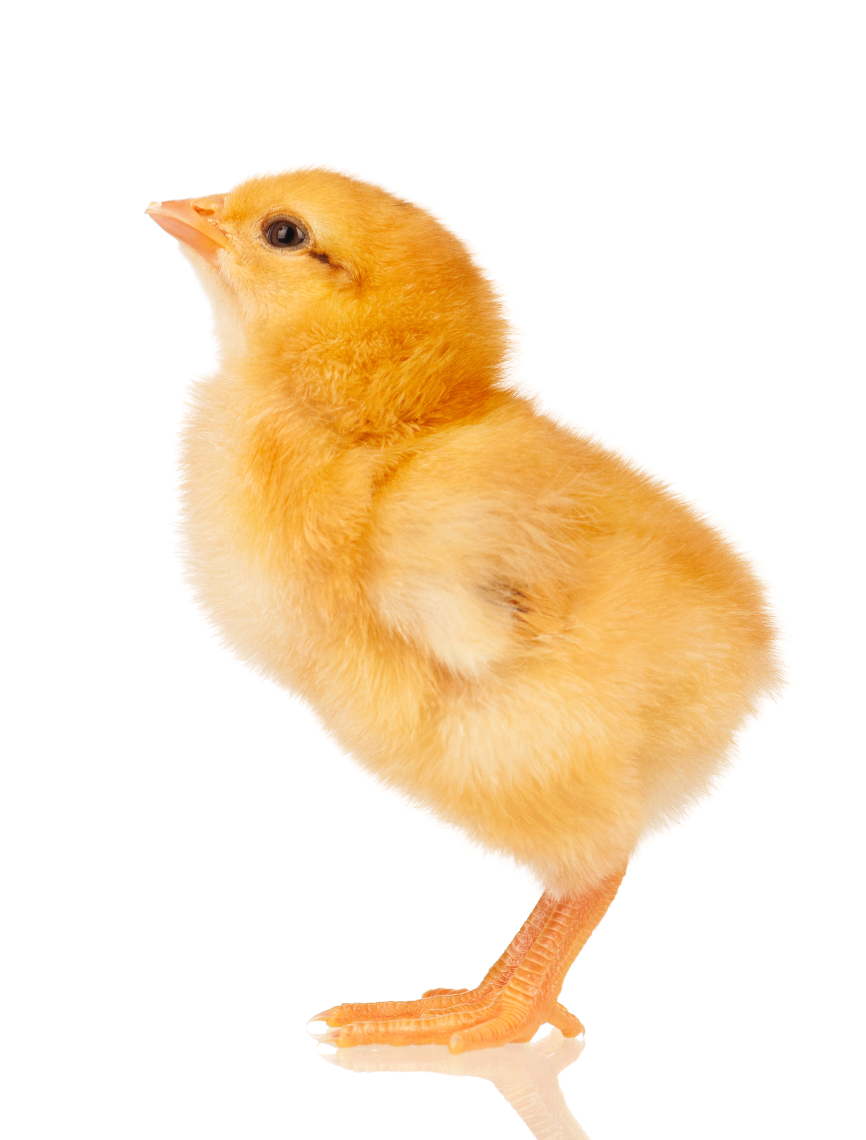 Cute little chicken isolated on white background