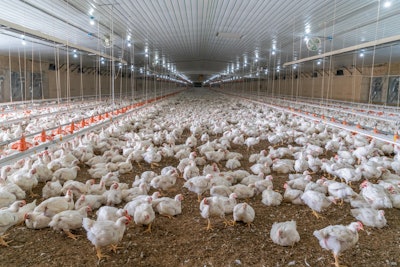 doctor examining chicken. Vet concept