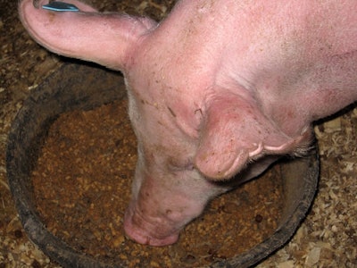 Pig Eating Afs Risk Pet Food