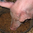 Pig Eating Afs Risk Pet Food