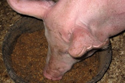 Pig Eating Afs Risk Pet Food