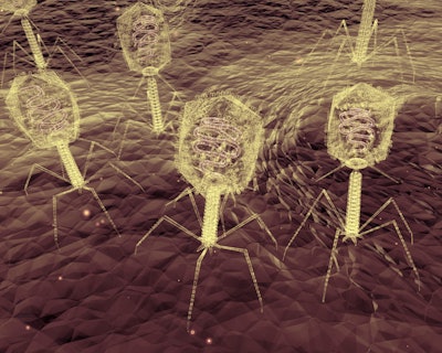 Bacteriophages are viruses that parasitize bacteria by replicating inside them. (auntspray | BigStock.com)