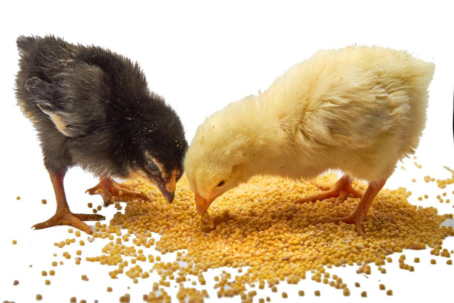 broiler-chicks-eating-feed-on-white-bkgrnd