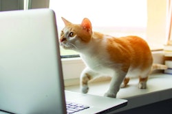 Pet-food-e-commerce-cat-food