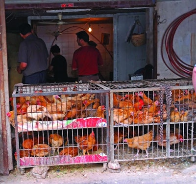 With traditional markets increasingly disappearing, demand for yellow feather birds is declining. claudio zaccherini | Shutterstock.com