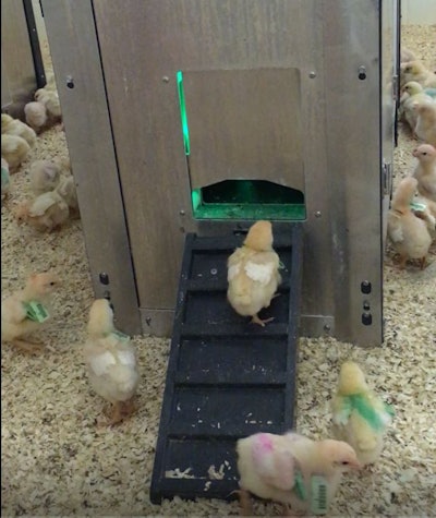When chickens walk into the feeder, it weighs the bird and distributes a specific amount of feed based on the animal’s target weight. (Martin Zuidhof)