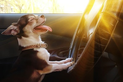 Dog Chihuahu Driving Car Travel