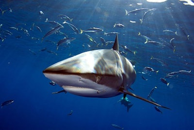 A silky shark swims past offshore of Oahu